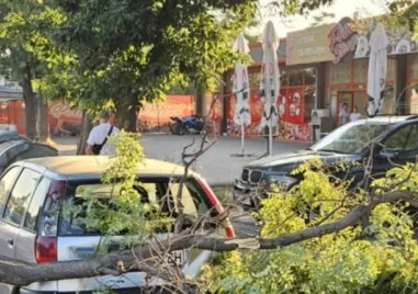 Огромен клон се стовари върху кола на Брезовско шосе