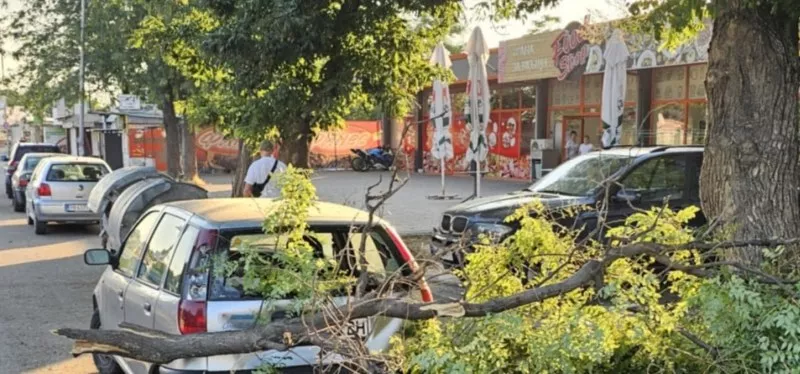 Огромен клон се стовари върху кола на