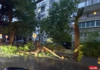 Падна дърво в центъра на Пловдив, ограничиха временно движението