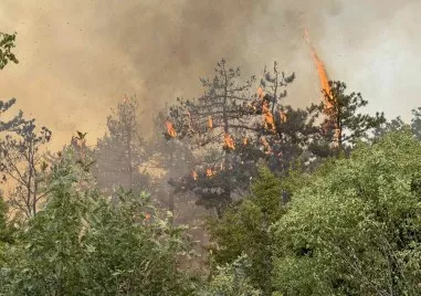Горските пожари са една от най големите заплахи за българската природа