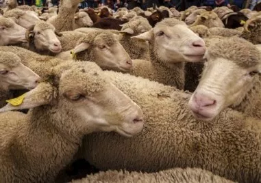 Унищожават 1000 овце в Шейново заради дребна шарка