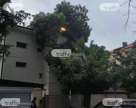 Огромно дърво се стовари върху фасада на къща в центъра на Пловдив