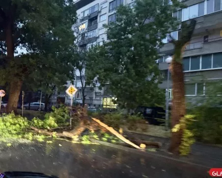 Падна дърво в центъра на Пловдив, ограничиха временно движението