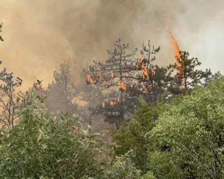 Повечето пожари започват от небрежност