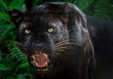 Допълнителни екипи от горски служители ще извършват обходи на територията