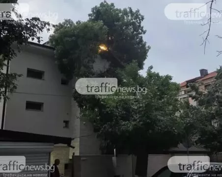 Жалби и обещани мерки преди 3 години - Дървото се стовари върху къща в Съдийски, преди да бъде отрязано