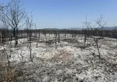 Десетки декари напълно изгорели лозови масиви Това е равносметката след