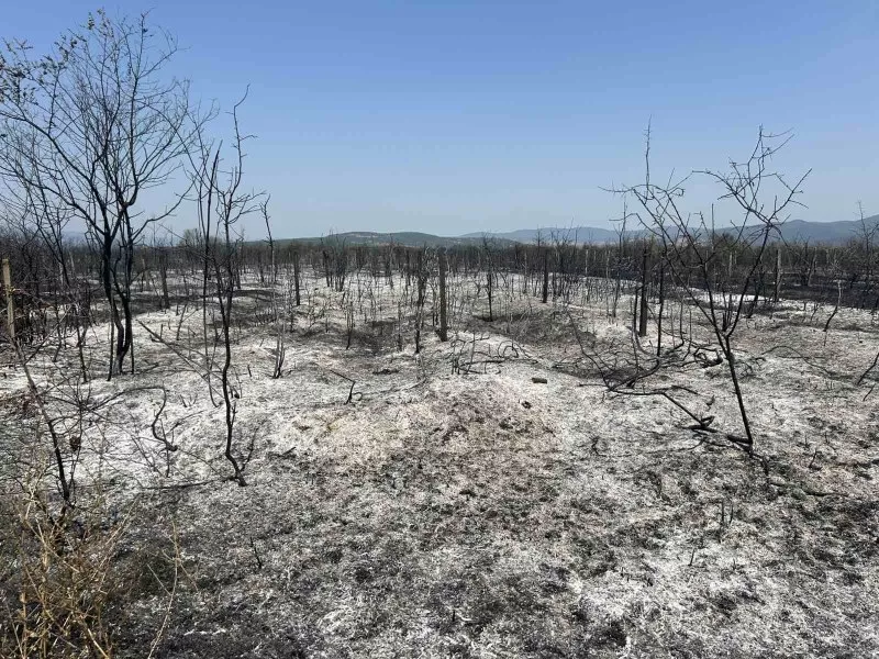 След пожара край АМ „Тракия”: Десетки декари лозови масиви са изгорели