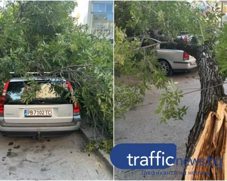 Дърво се стовари върху автомобил в центъра на Пловдив, собственикът заяви да съди общината