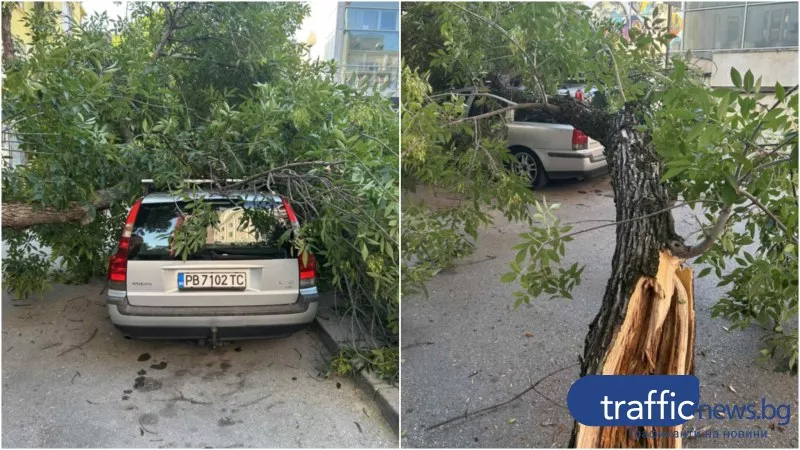 Дърво се стовари върху автомобил в центъра на Пловдив, собственикът заяви, че ще съди общината