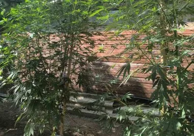 Мъж отглеждал незаконно марихуана е задържан в ареста на РУ Пещера