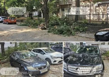 Огромен клон от компрометирано дърво премаза кола в Кършияка, още два автомобила са с щети