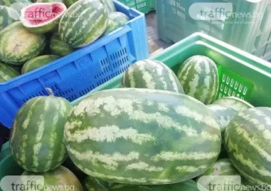 Над 10 000 декара дини и пъпеши са напълно унищожени заради сушата