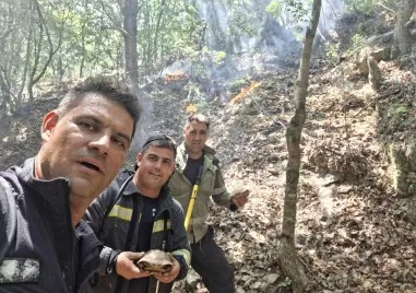 Пловдивски огнеборци спасиха живот сред пламъците обхванали гората край село