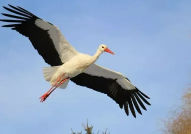 Започва есенната миграция на щъркелите