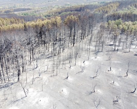 Пожарите в България унищожават домовете на застрашени животни