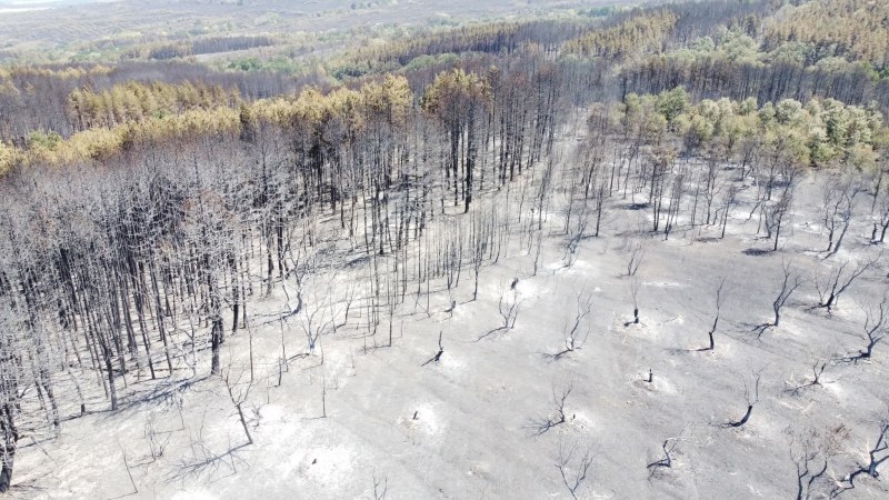 Пожарите в България унищожават домовете на застрашени животни