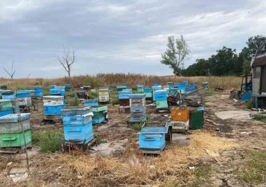 Откриха канабис в пчелни кошери в село край Карнобат