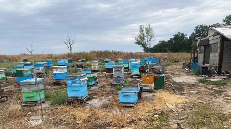 Откриха канабис в пчелни кошери в село край Карнобат