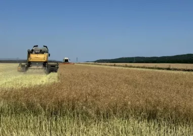 Жегата това лято оказа влияние и върху добивите на зърнените