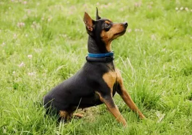 Мъж е в ареста след като прострелял с пневматична пушка домашен любимец