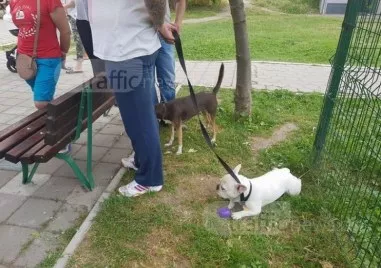 Засилени проверки в паркове на Пловдив, проверяват спазват ли се правилата за домашните любимци