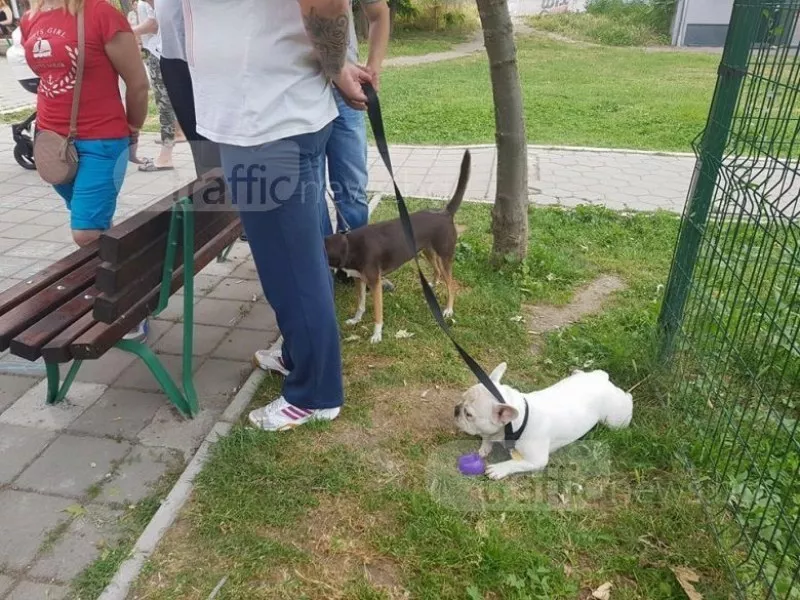 Засилени проверки в паркове на Пловдив, проверяват спазват ли се правилата за домашните любимци