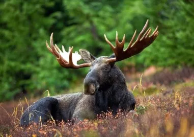 Българин е загинал в катастрофа заради изскочил на пътя лос