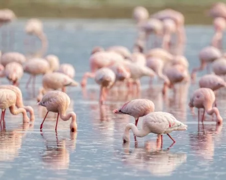 Феномен за България: Бургас е дом на над 4500 ровози фламинги