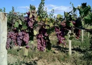 Тежка година за лозарите у нас Добивите ще са с