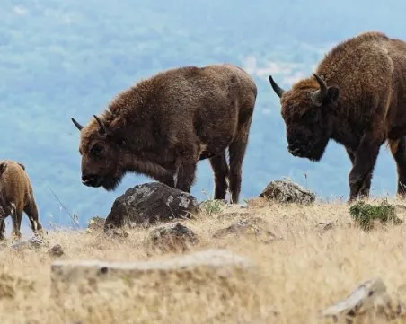 Мъж с мисия да възроди популацията в България на зубрите, изчезнали преди 800 години