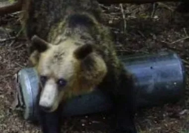 Две мечета нападнаха и опостушиха пчелини в местността Трифончето край