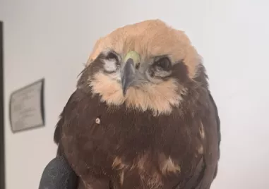 С грижа отдаденост и бърза реакция експертите на Регионалната инспекция