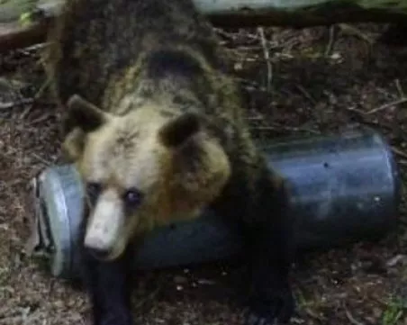 Две мечета опустошиха пчелини край Шипка СНИМКИ