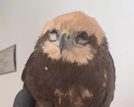 Спасиха тръстиков блатар в Пловдив, 44 са спасените животни през месец юли