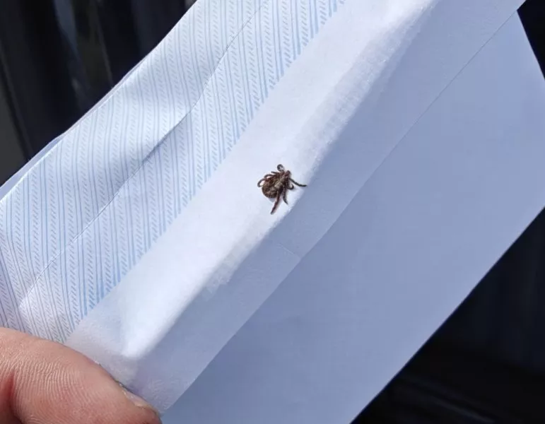 В сезона на кърлежите: Нов случай на лаймска болест в Пловдивско