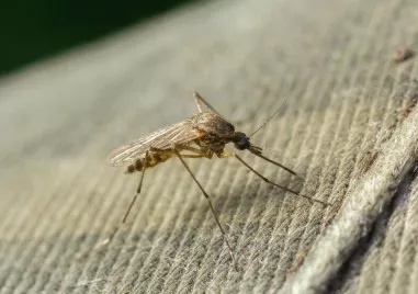 В китайската провинция Гуандун регистрираха над 7000 случая на вирус пренасян