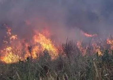 Усилията на горски служители огнеборци и доброволци днес ще бъдат