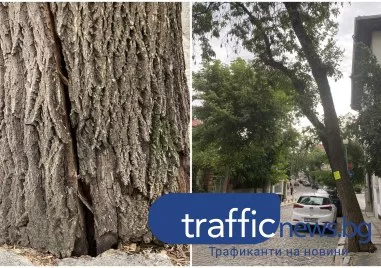 Голямо дърво с видима пукнатина в ствола и опасен наклон
