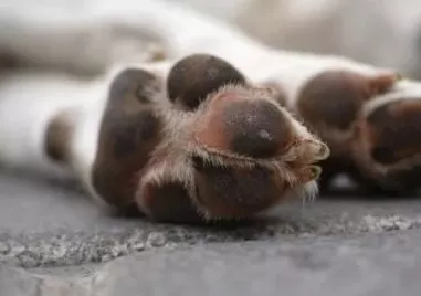 Задържаха 39 годишен мъж за жестокост към куче в Тетевен съобщиха от полицията Прочетете ощеСигналът