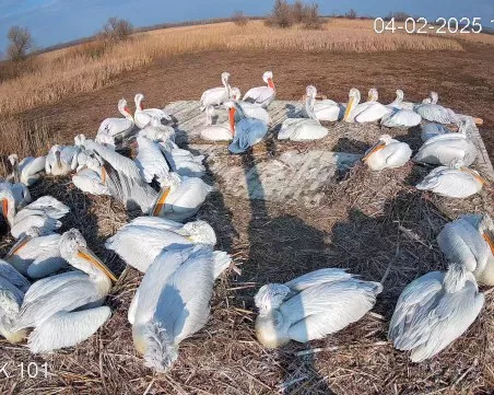 149 къдроглави пеликанчета има у нас след изминалия размножителен сезон