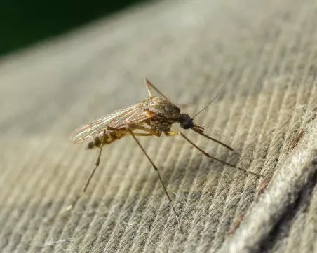 Китай въведе мерки, подобни на COVID пандемията, заради вирус, пренасян от комари