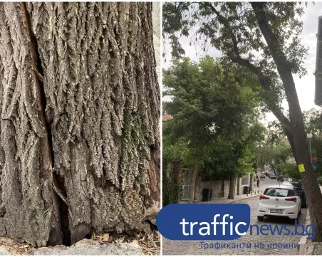 След сигнал до TrafficNews: Премахват опасно дърво, застрашавало хора в центъра на Пловдив
