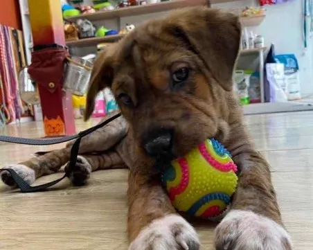 Пловдивчанин спаси малко кученце от жестока схема за просия на пари