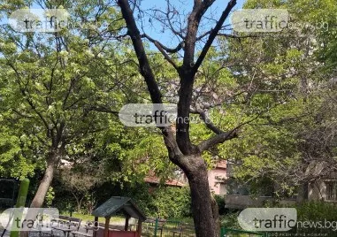 Изсъхнало дърво и множество опасни клони в близост до детска