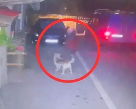 Домашен арест за мъжа, убил с бухалка куче в Тетевен