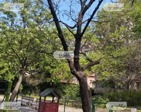Опасно дърво застрашава деца до площадка в Кършияка, обещаха спешното му премахване