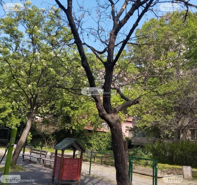 Опасно дърво застрашава деца до площадка в Кършияка, обещаха спешното му премахване