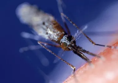 Вирусът Чикунгуня вероятно ще продължи да се разпространява в Южна Азия тъй като
