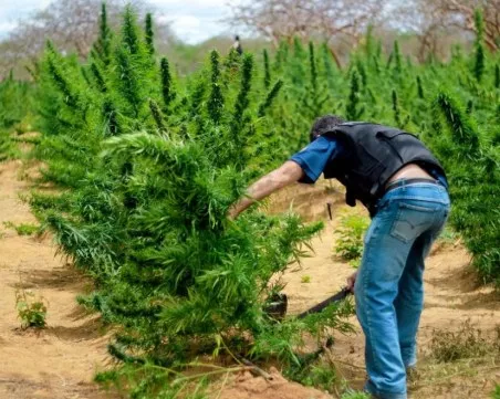 Унищожиха над тон канабисови растения в Сандански